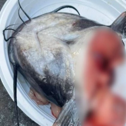 Находка в градинка ядоса дама Грамадна рибешка глава се появила