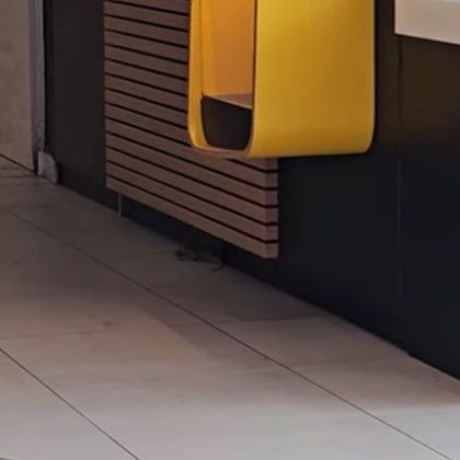 Уловиха на видео мишка в столичен мол Мишката е забелязана