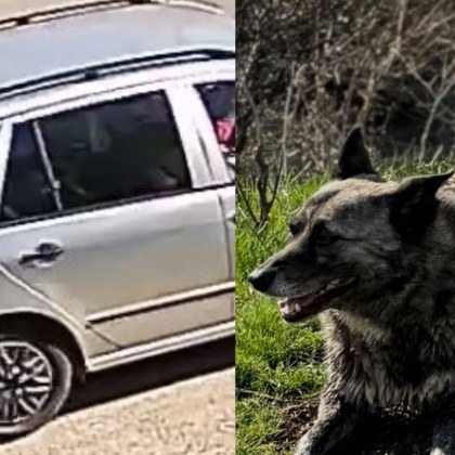 Кола блъсна куче посред бял ден а водачът продължи по