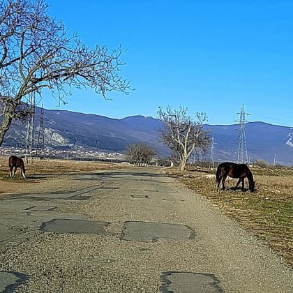 Коне край път притесниха дама в Казанлъшко Животните са заснети да