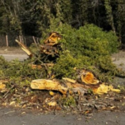 Дърво падна върху кола на булевард Цариградско шосе в района