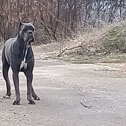 Хора изоставиха красиво породисто куче на селски път в Пернишко