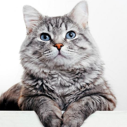 Домашна котка спаси дете от пожар в жилищна сграда в