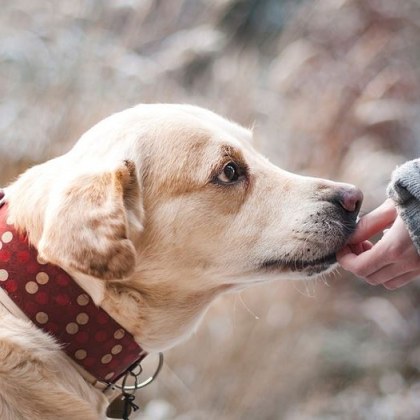 Любовта на кучето към неговите стопани е неоспорима но как