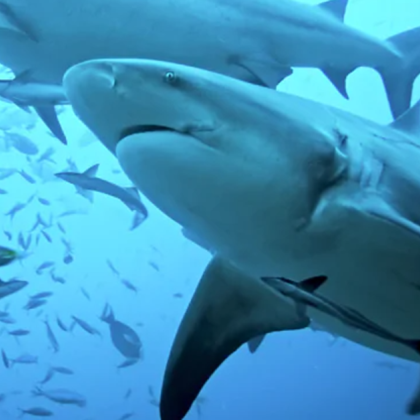 Акула е отхапала ръцете на 55 годишен туристка която се е