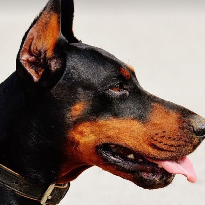 Доберман захапа жена пред магазин в Козлодуй За случая алармира