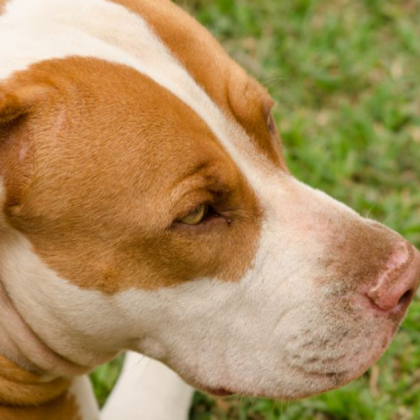 Жители на Стара Загора са обезпокоени от появата на изоставен