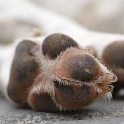 Тревожен случай на вероятно отравяне на животни в пловдивския квартал