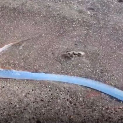 Група плажуващи станаха свидетели на рядка гледка когато откриха риба гребло