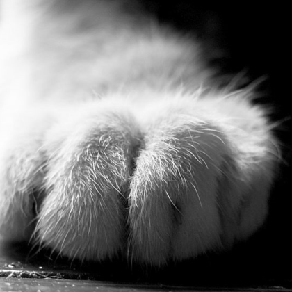 Случай на жестокост към животно разтърси Пловдив след като в