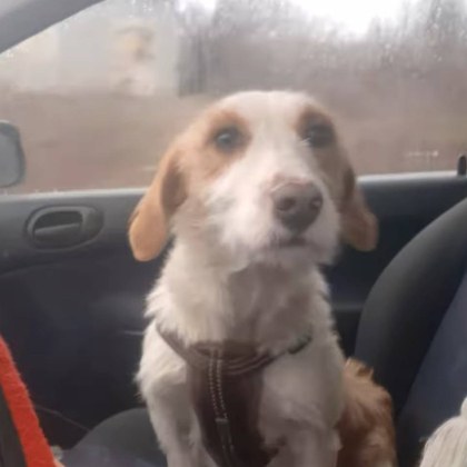 Преди време една шокираща гледка възмути мнозина – малко кученце