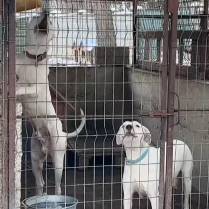 Районна прокуратура в Стара Загора образува досъдебно производство за инцидента