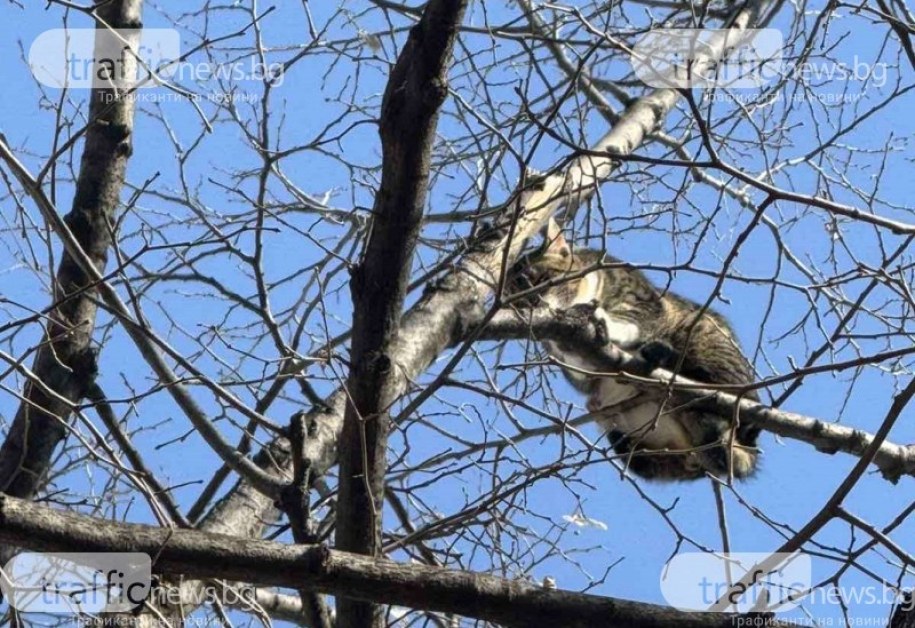 Коте бедства във въздуха, институциите спят СНИМКИ