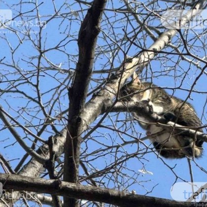 Вече втори ден котенце бедства на метри височина в Пловдив а
