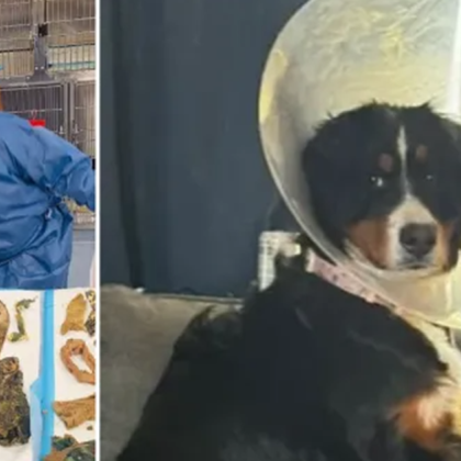 Когато седеммесечно куче от породата Бернски зененхунд започва да повръща