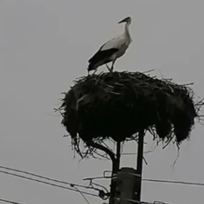 Първите щъркели пристигнаха в село Веселиново община Ямбол още на