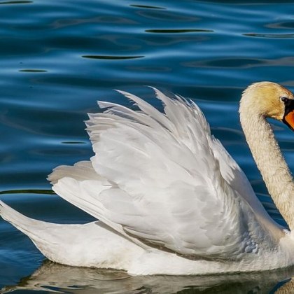 Неизвестен извършител е откраднал лебедите които обитаваха езерото в парка