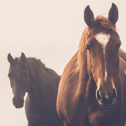 Хиляди диви коне са застреляни в планините на Източна Австралия