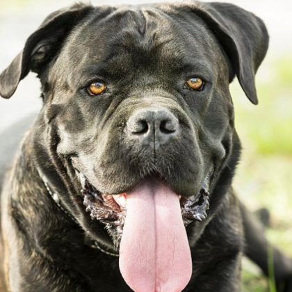 Жители на Варна са сериозно разтревожени от агресивно куче което