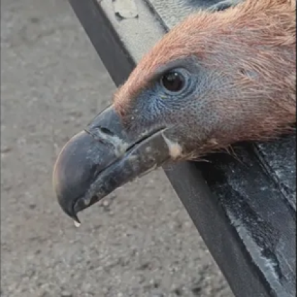 Четири отровени белоглави лешояда намери екипът на Фонда за дивата