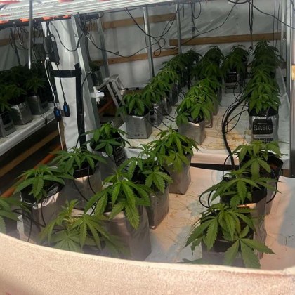 Добре оборудвана домашна наркооранжерия неутрализираха криминалисти от РУ Пазарджик и колегите