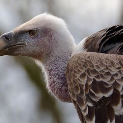 Между 10 и 15 белоглави лешояди са се хранили от