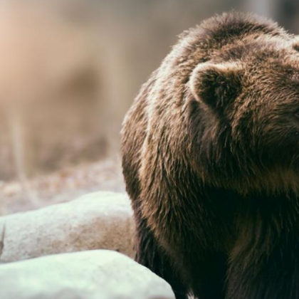 На 22 февруари в землището на село Триград община Девин