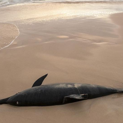 Откриха мъртъв делфин на плажа Алепу При извършен обход на