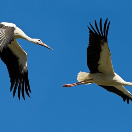 Първите щъркели за тази година кацнаха в хасковското село Подкрепа