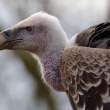 До 15 лешояда са се хранили от отровеното животно