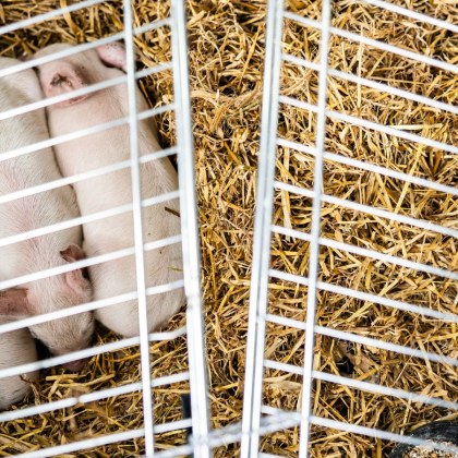 Художник който се опита да убие от глад три прасенца