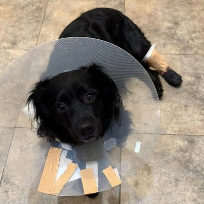 Инцидент с агресивно куче в София В квартал Слатина домашен