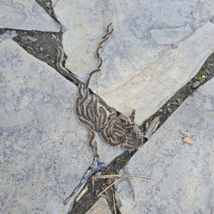 В Стара Загора отново се появи опасната борова процесионка –