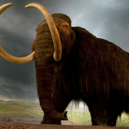 Учените които се опитват да върнат вълнестия мамут създадоха вълнеста