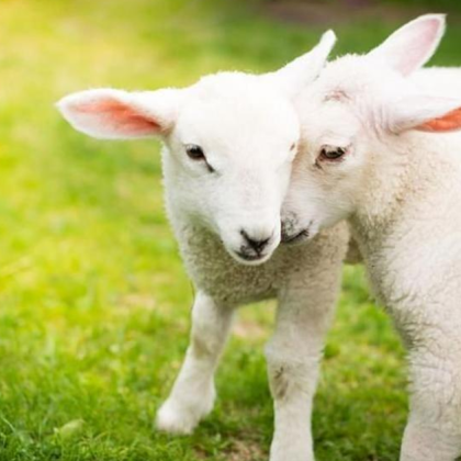 32 годишен жител на Стряма попадна в полицията за кражба на