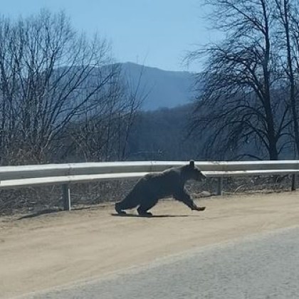 Мече притича посред бял ден през планински път в Стара