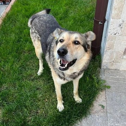 Пореден случай на отровено животно в пловдивския квартал Коматево Елена