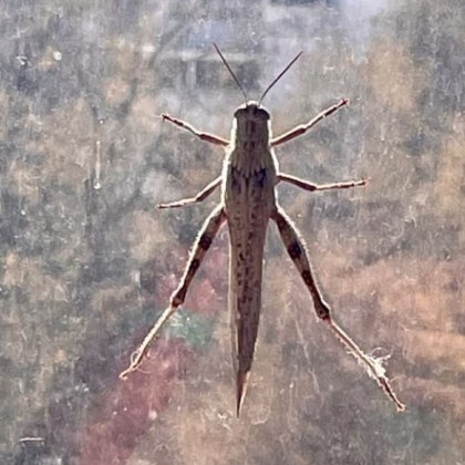 Летящо насекомо което влетяло в дома на дама в Пловдив