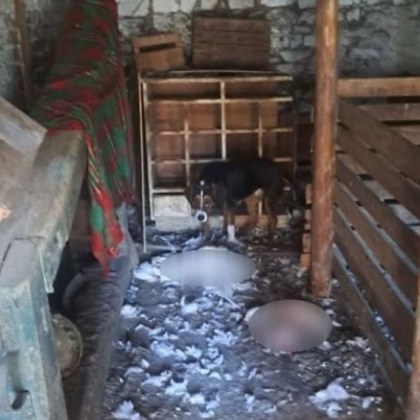 Публикации със заплахи шокираха жителите на Батак Стопанин твърди че