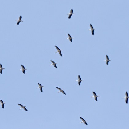 Пролетта идва с пълна сила кокичетата отдавна цъфнаха завръщат се