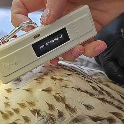 Женски ловен сокол от застрашен вид беше намерен отровен в