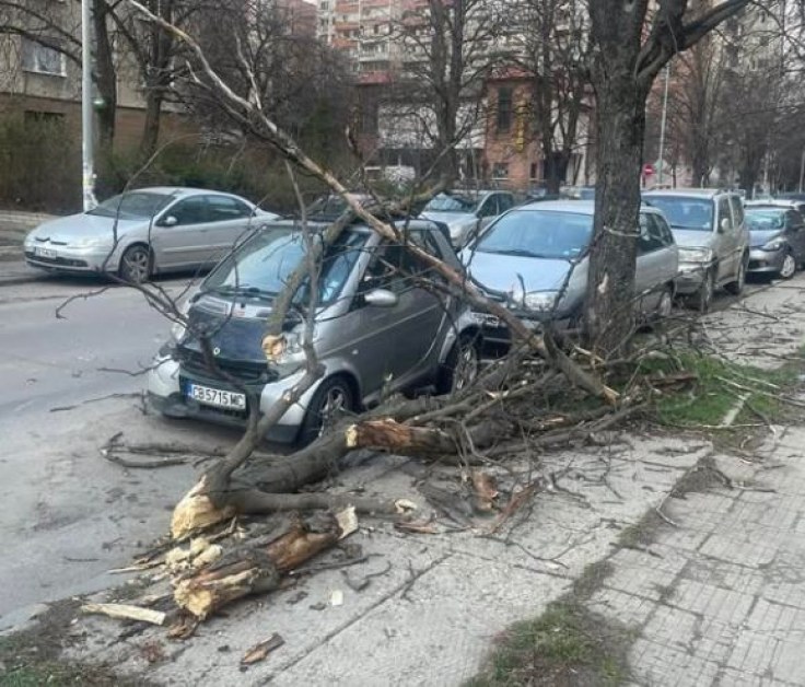 Грамаден клон рухна върху кола в София СНИМКА