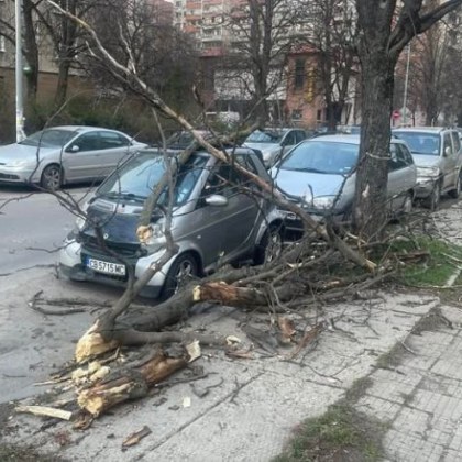 Дърво рухна върху кола в София За това алармират граждани