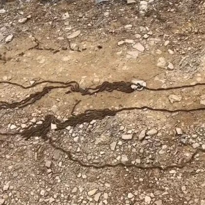 Жител на Стара Загора сигнализира за засилено разпространение на боровата