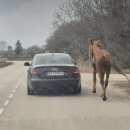 Шофьор пътуващ край Велико Търново засне необичайна гледка – лек