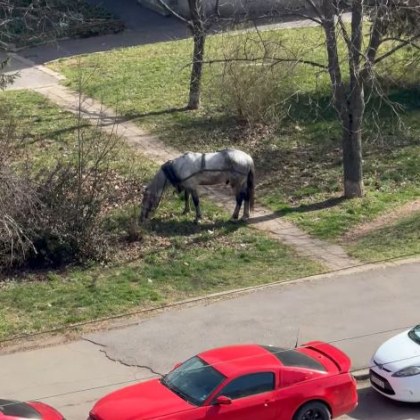Жител на столичния квартал Люлин улови любопитен момент от следобедния