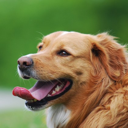 Пазарът на кучета в Европейския съюз е оценен на близо