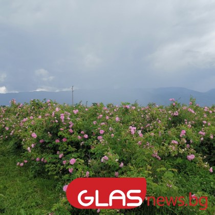 Над 10 хиляди евро за килограм се търгува българското розово