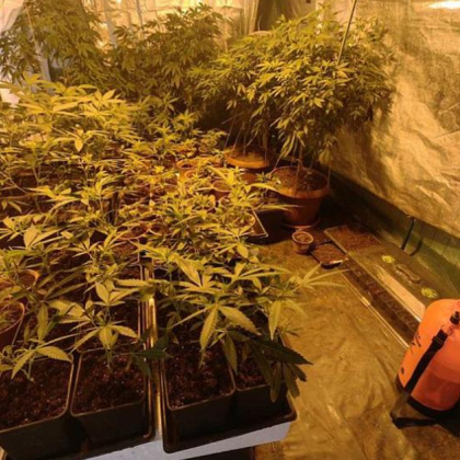 Полицията във Варна разкри наркооранжерия съобщиха от пресцентъра на Областната дирекция