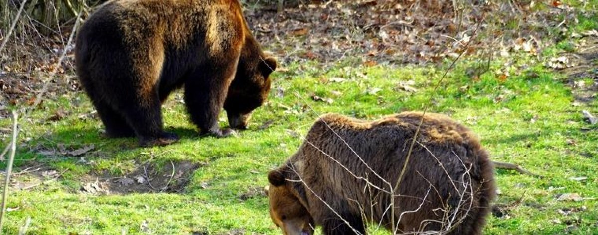 Двете мечки в зооцентъра в Добрич се събудиха от зимен сън